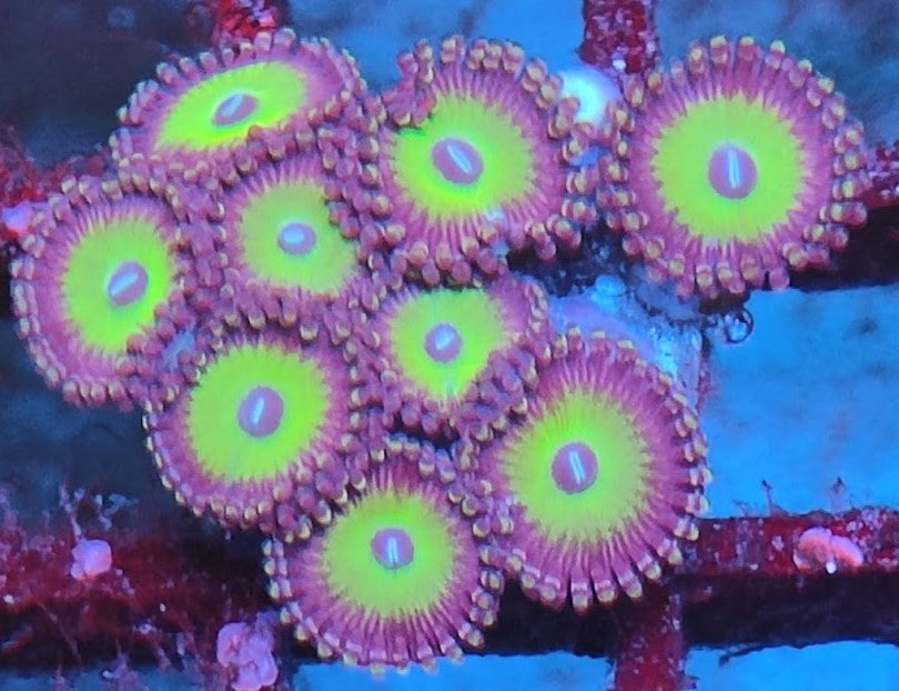 Zoanthus candy apple green wysiwig 2