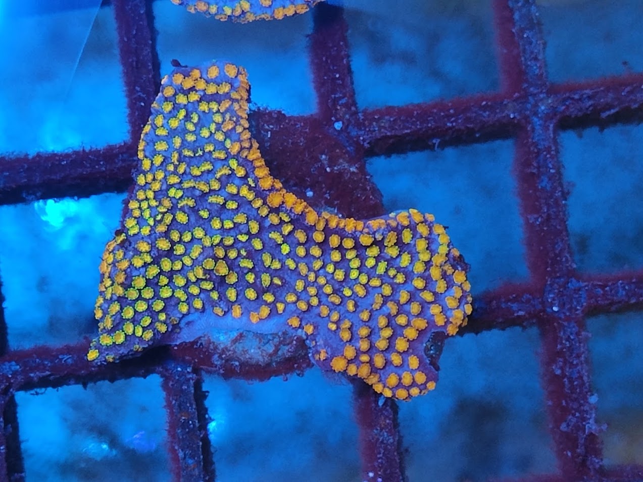 montipora rainbow wysiwig