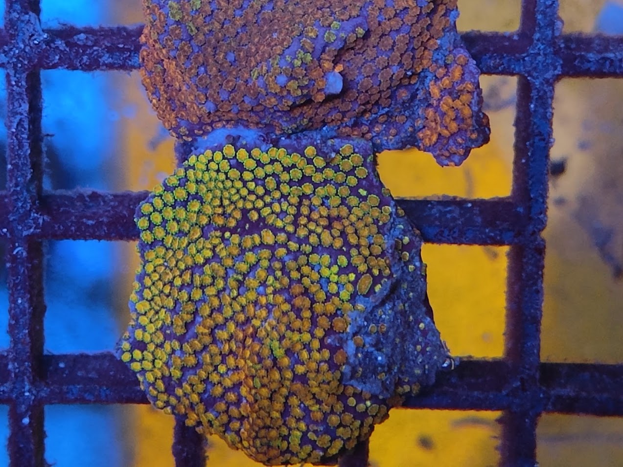 montipora rainbow wysiwig 2