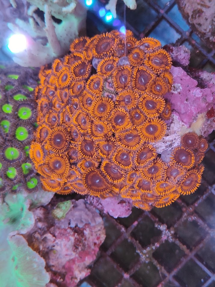 Zoanthus XL rouge ultra WYSIWYG