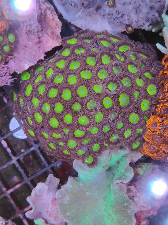 Zoanthus XL candy apple green 1 WYSIWYG