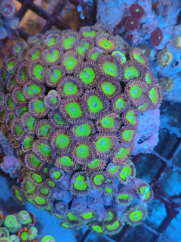 Zoanthus XL candy apple green 2 WYSIWYG