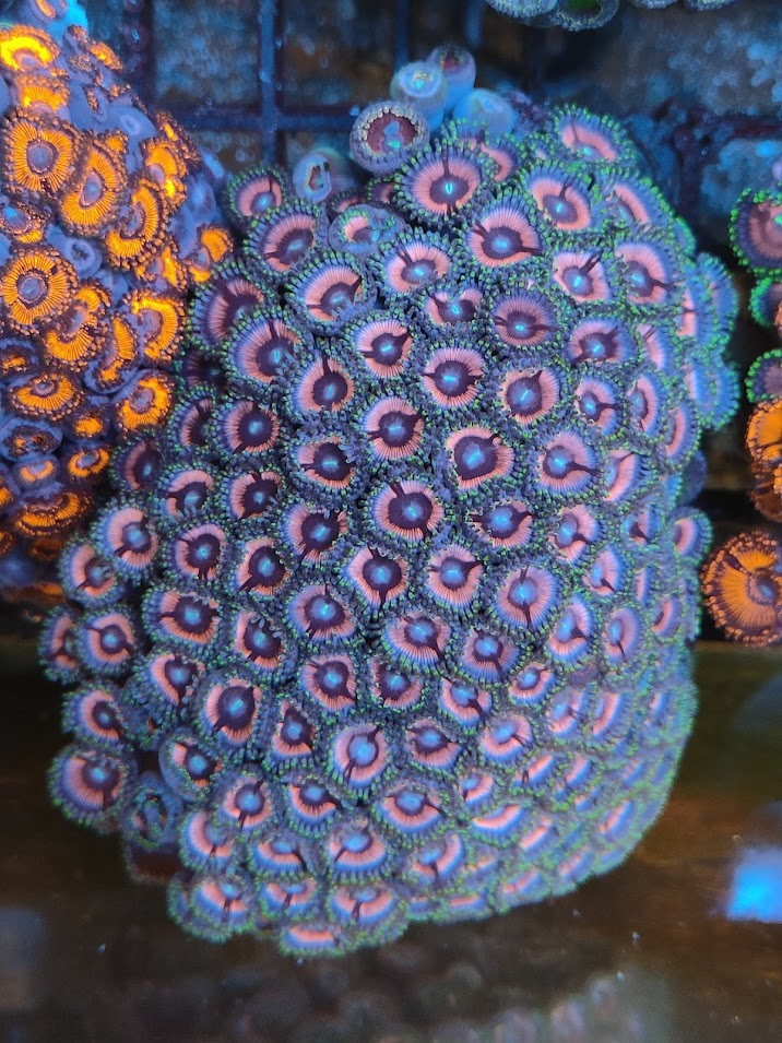 Zoanthus XL rose WYSIWYG