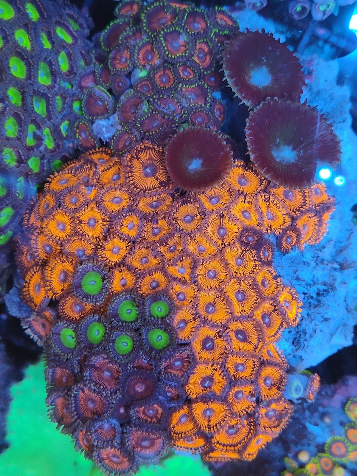 Zoanthus XL Mix rouge ultra 2 WYSIWYG