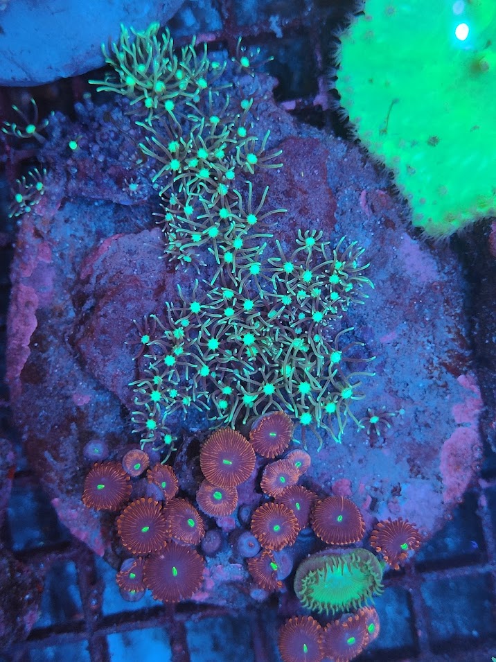 Zoanthus rouge mix pachy WYSIWYG