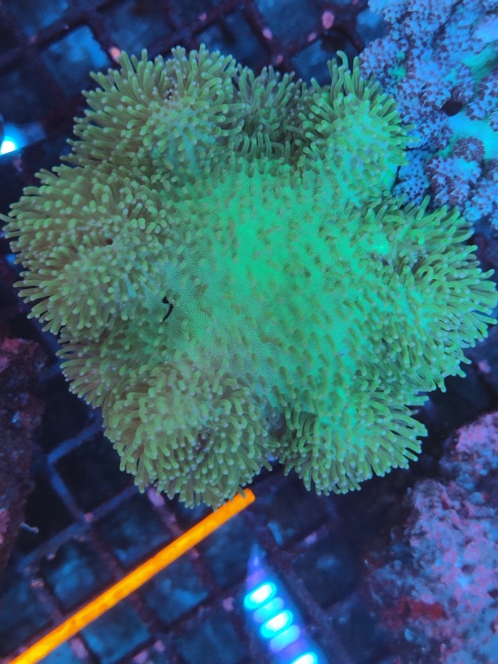 Sarcophyton vert WYSIWYG