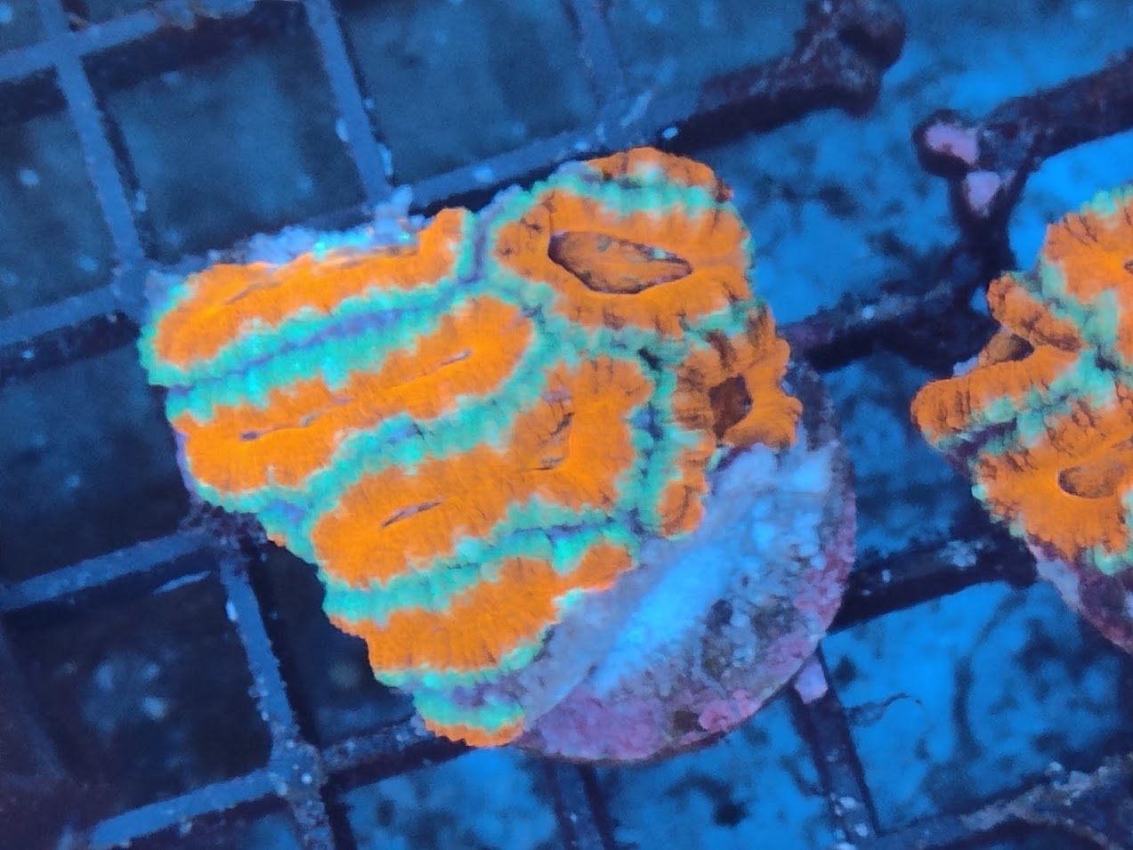 Acanthastrea lordhowensis ultra 12 WYSIWYG