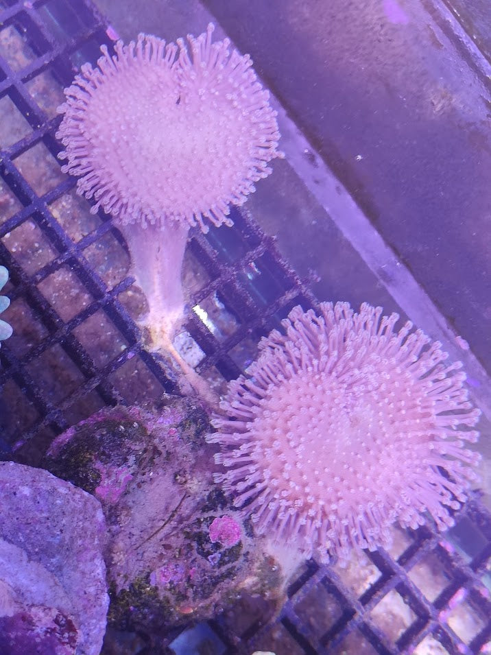 Sarcophyton double head WYSIWYG