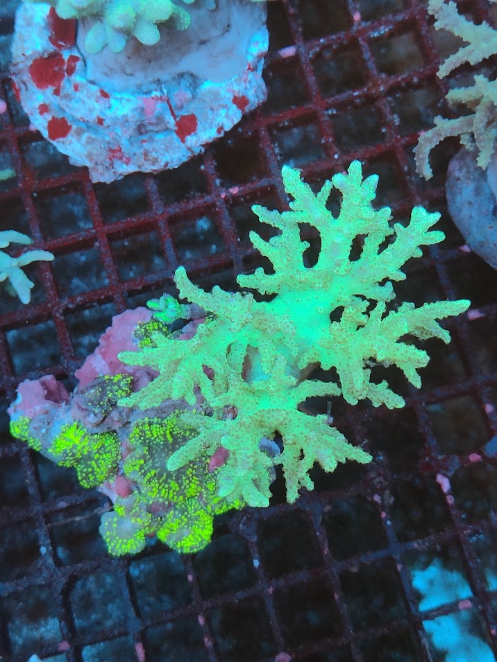 Sinularia asterolobata vert WYSIWYG