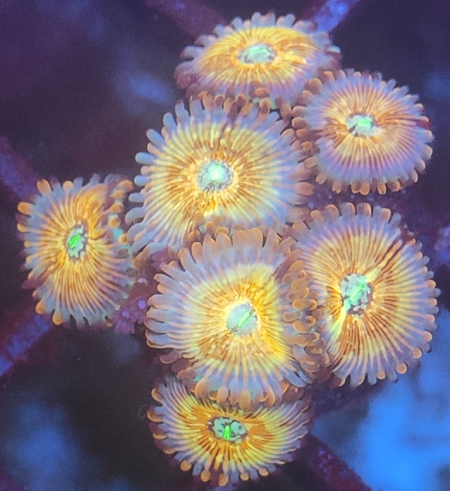 Zoanthus seduction 7 polypes WYSIWYG