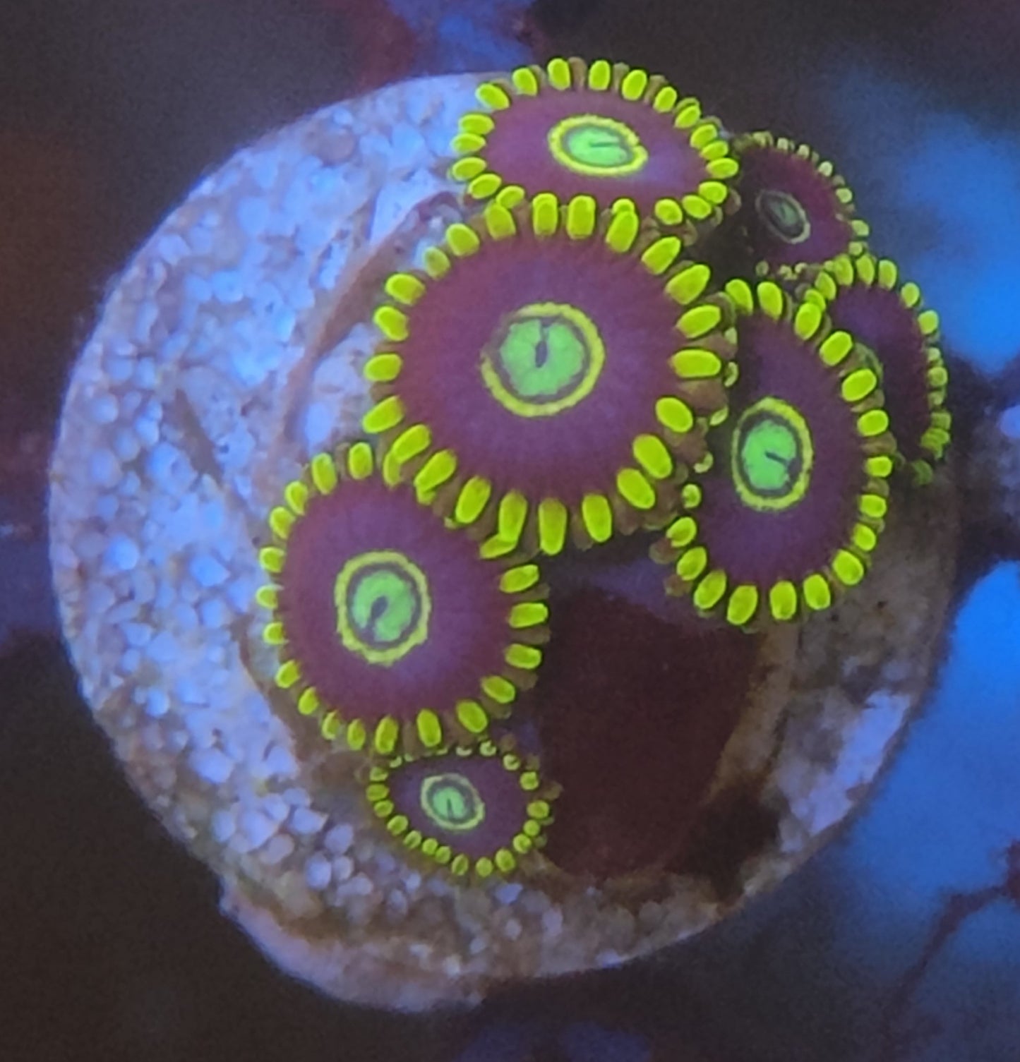 Zoanthus Blue hornet 7 polypes WYSIWYG