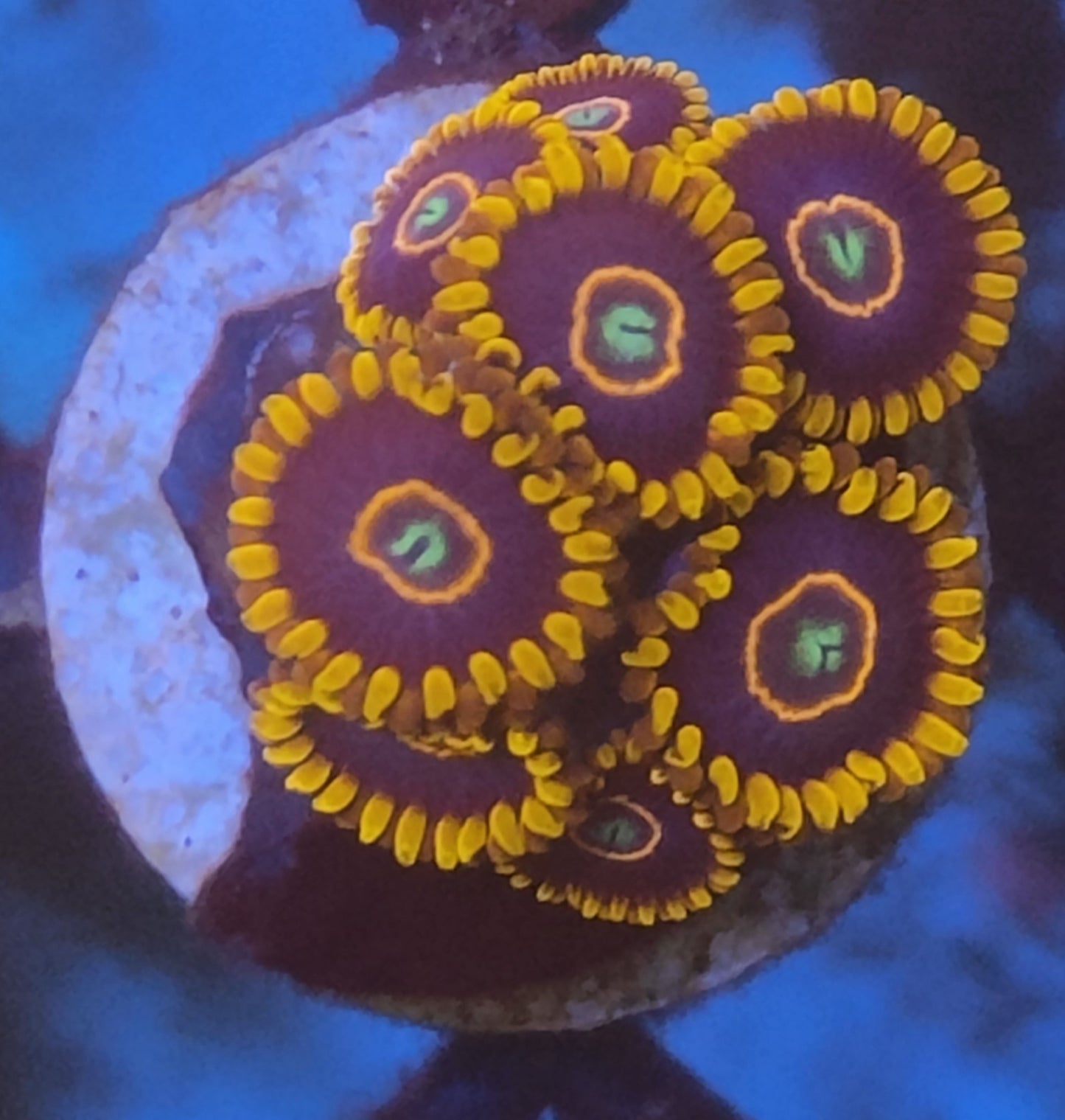 Zoanthus red hornet 8 polypes WYSIWYG