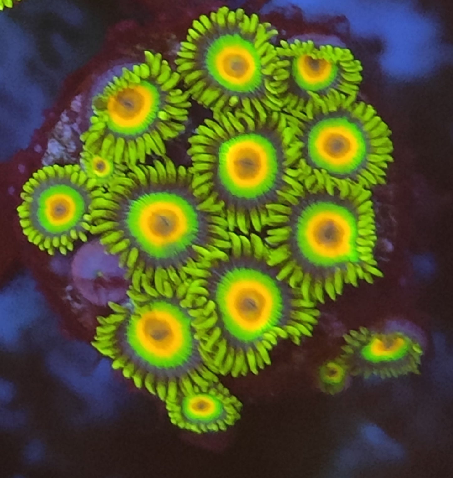 Zoanthus rasta WYSIWYG I2
