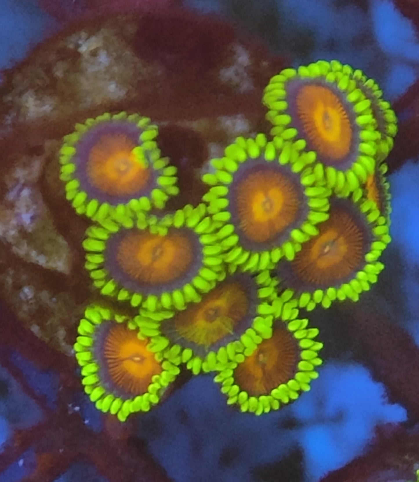 Zoanthus spitfire WYSIWYG H2