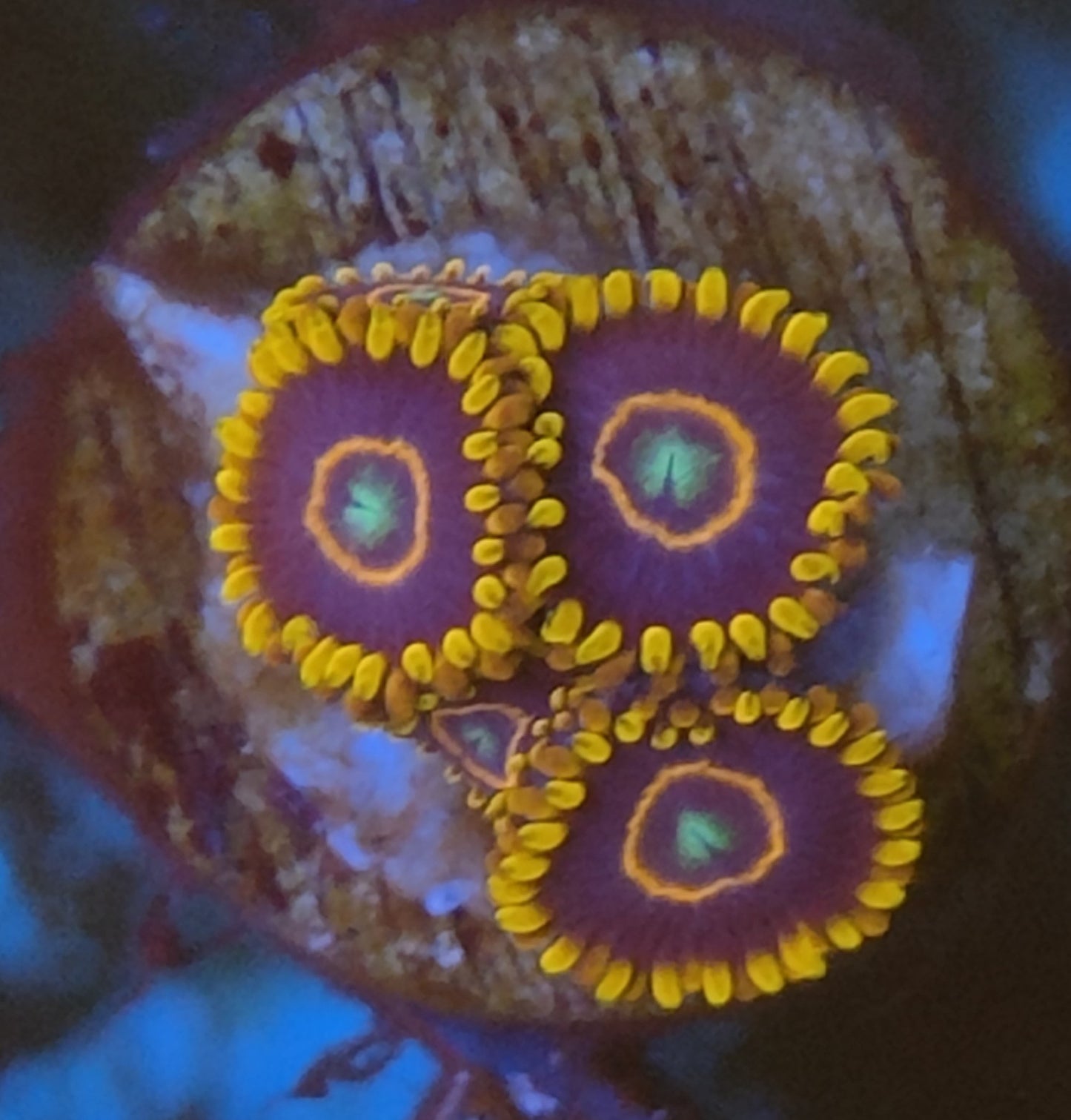 Zoanthus red hornet WYSIWYG K2