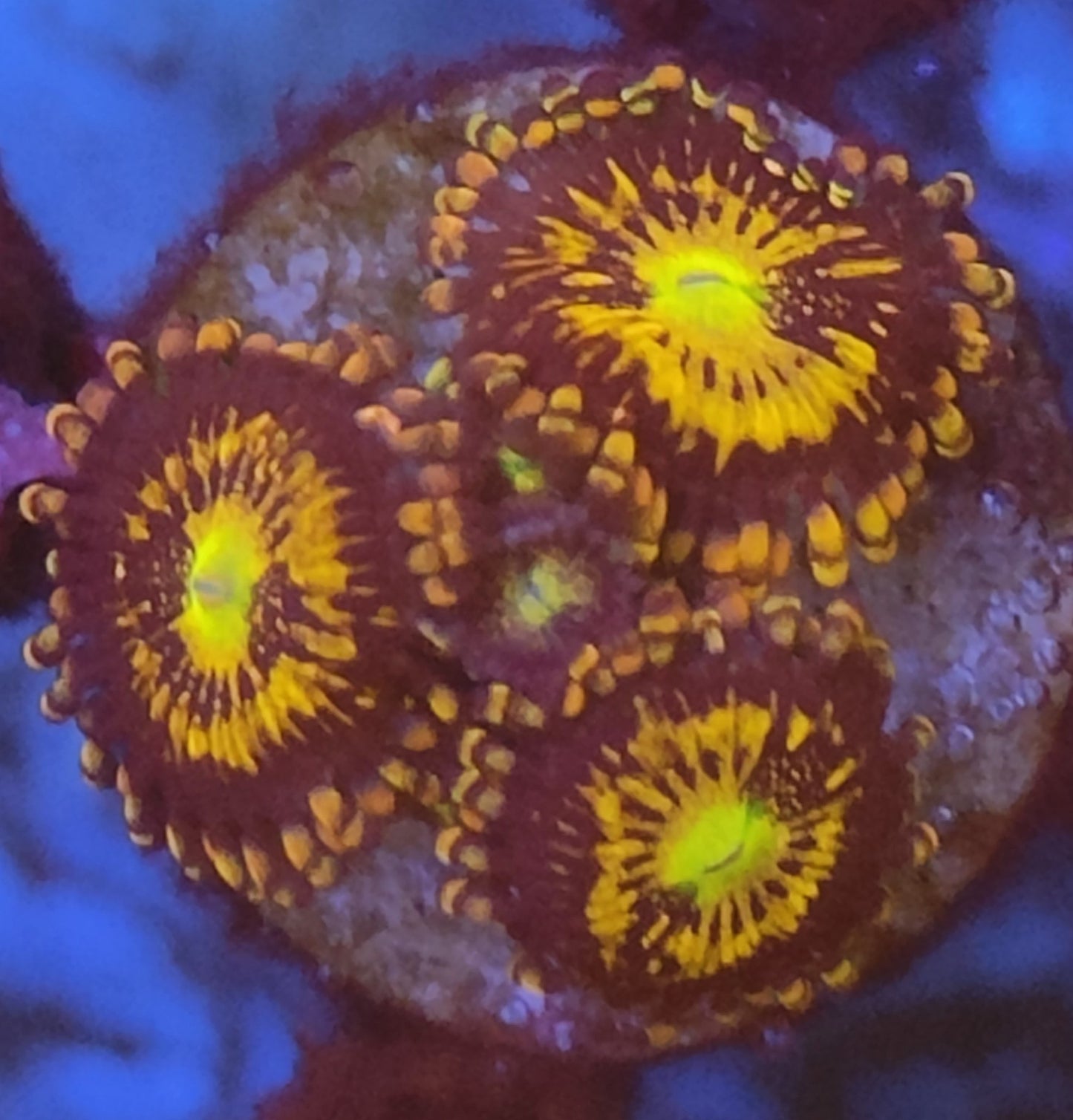 Zoanthus orange ultra WYSIWYG