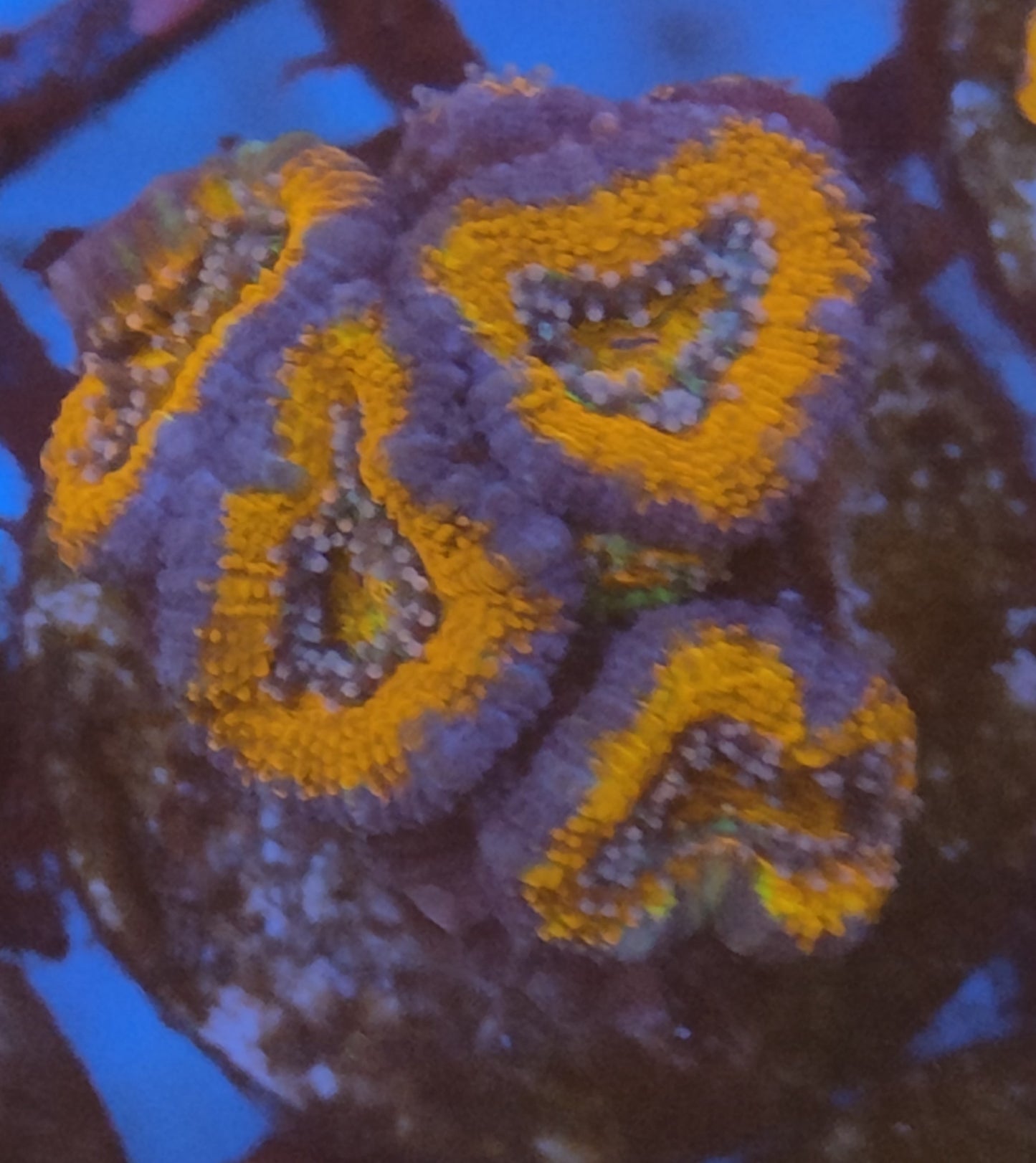 Acanthastrea lordhowensis ultra 15 WYSIWYG