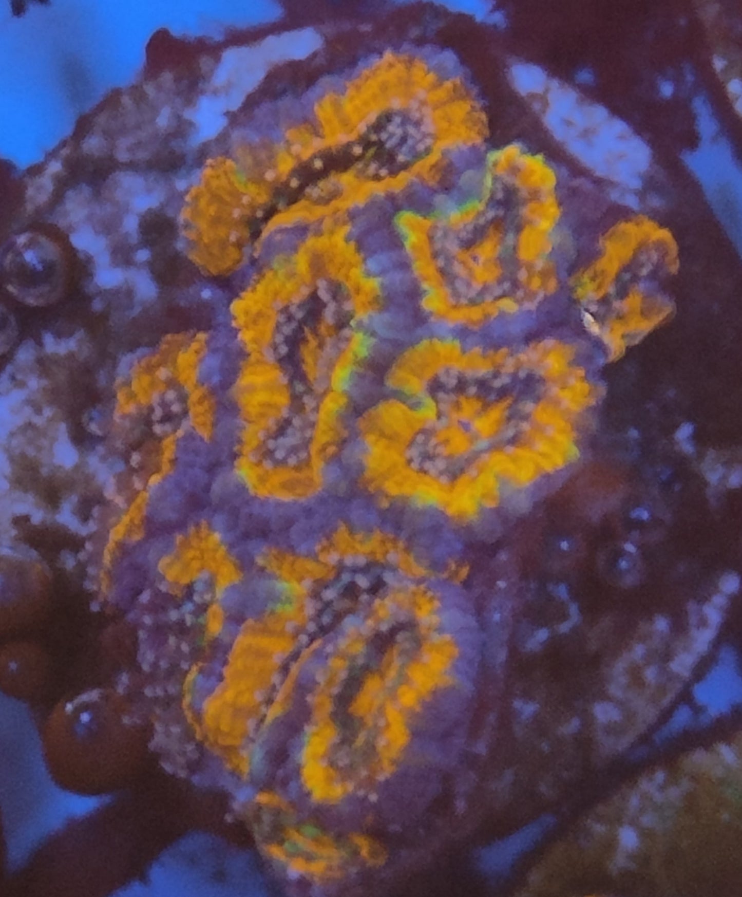 Acanthastrea lordhowensis ultra 14 WYSIWYG