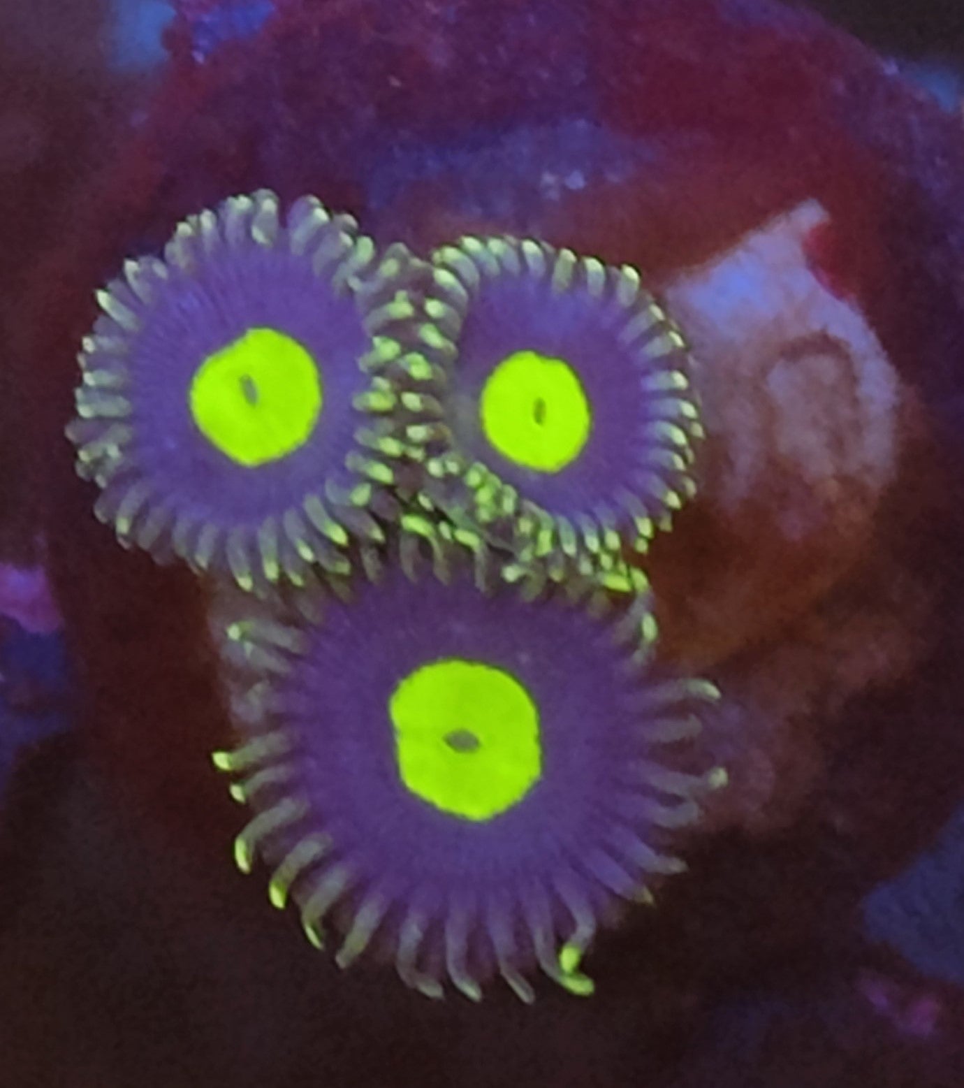 Zoanthus AOI WYSIWYG J8