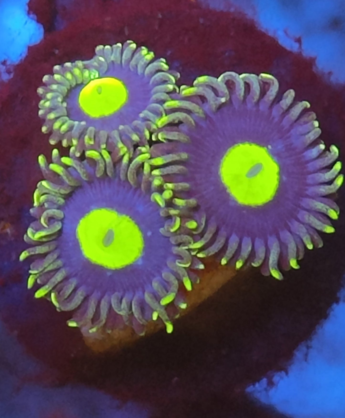 Zoanthus AOI WYSIWYG K8