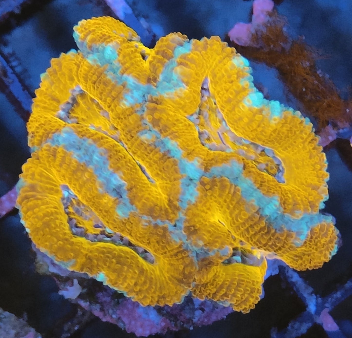 Acanthastrea lordhowensis ultra 13 WYSIWYG