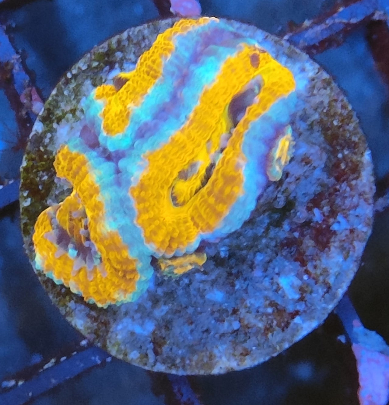 Acanthastrea lordhowensis ultra 11 WYSIWYG