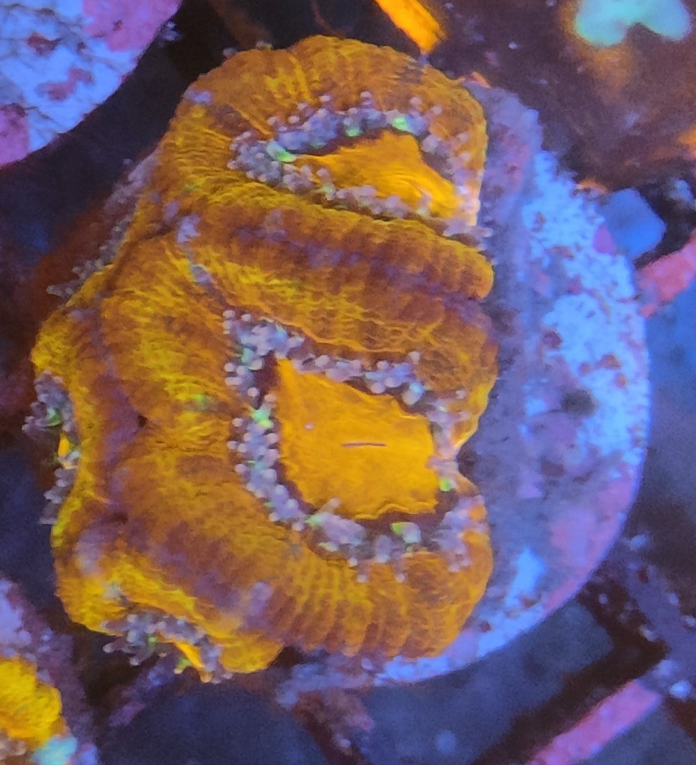 acanthastrea lordhowensis rainbow WYSIWYG 3