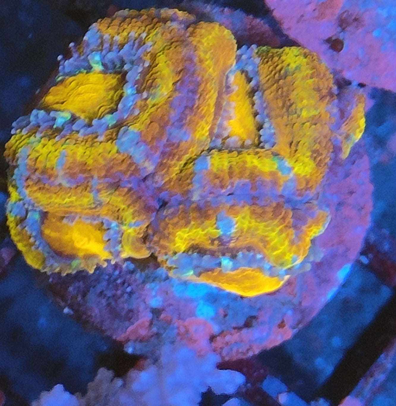 acanthastrea lordhowensis rainbow WYSIWYG 2