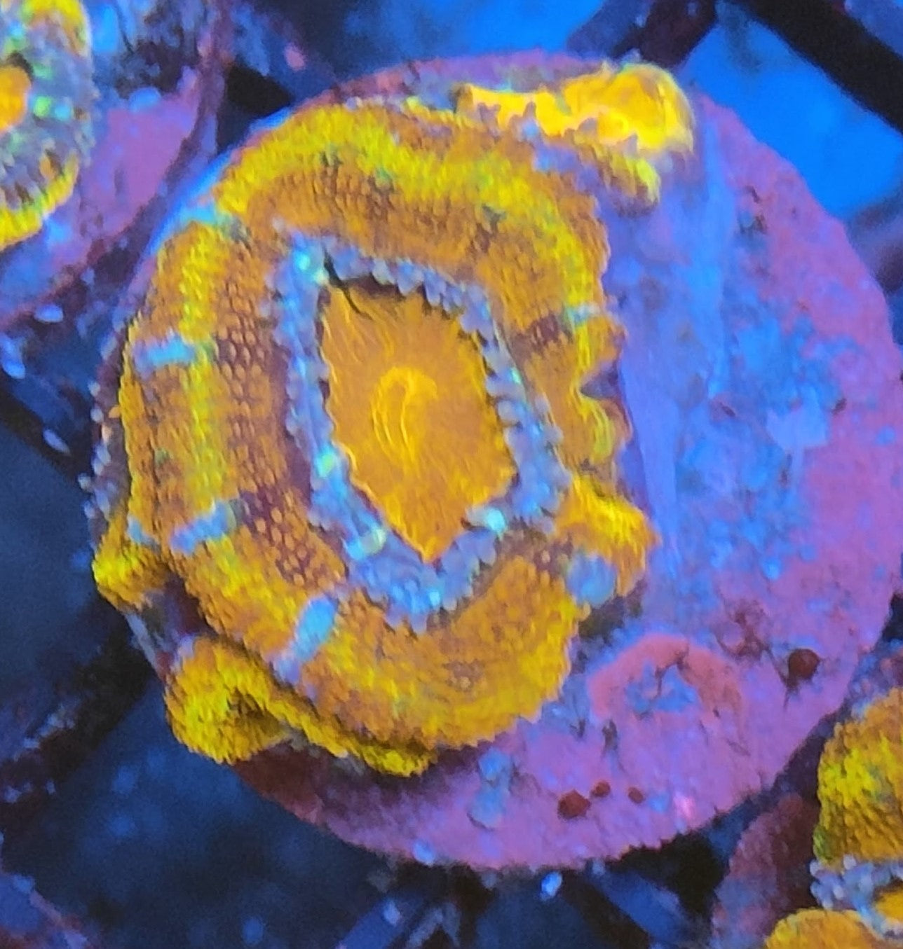 acanthastrea lordhowensis rainbow WYSIWYG