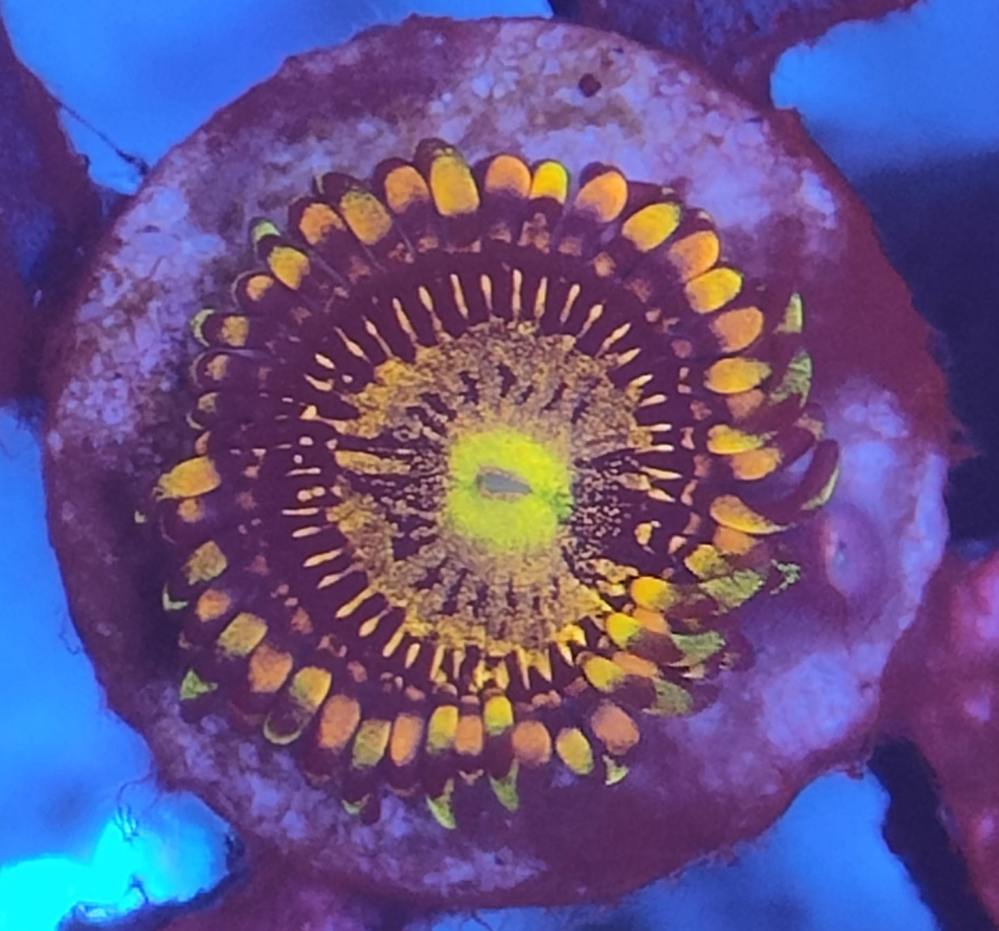 Zoanthus orange ultra wysiwyg 1