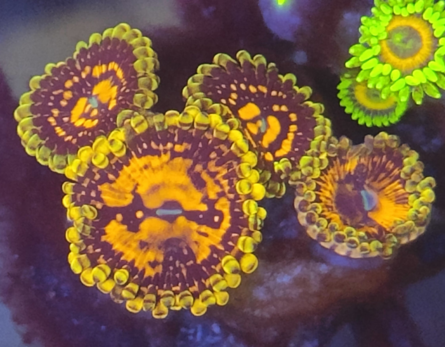 Zoanthus Flaming brohican wysiwyg 4 polypes