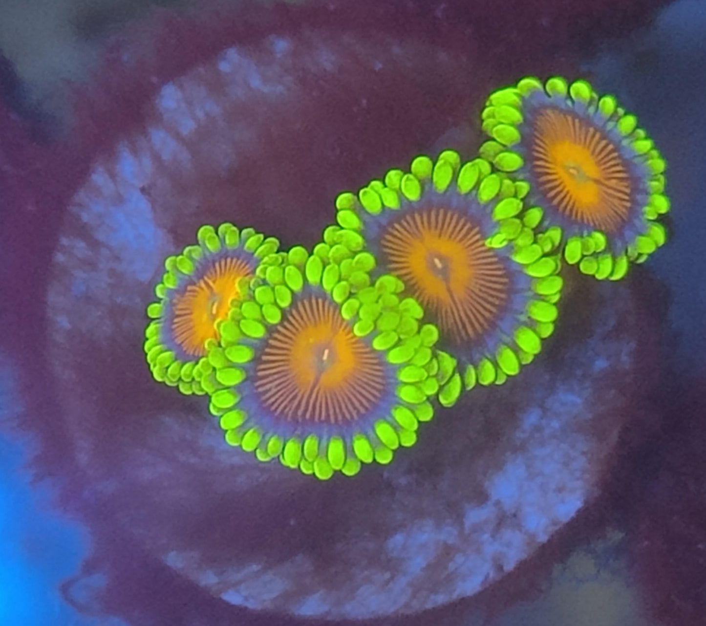 Zoanthus spitfire wysiwyg 4 polypes