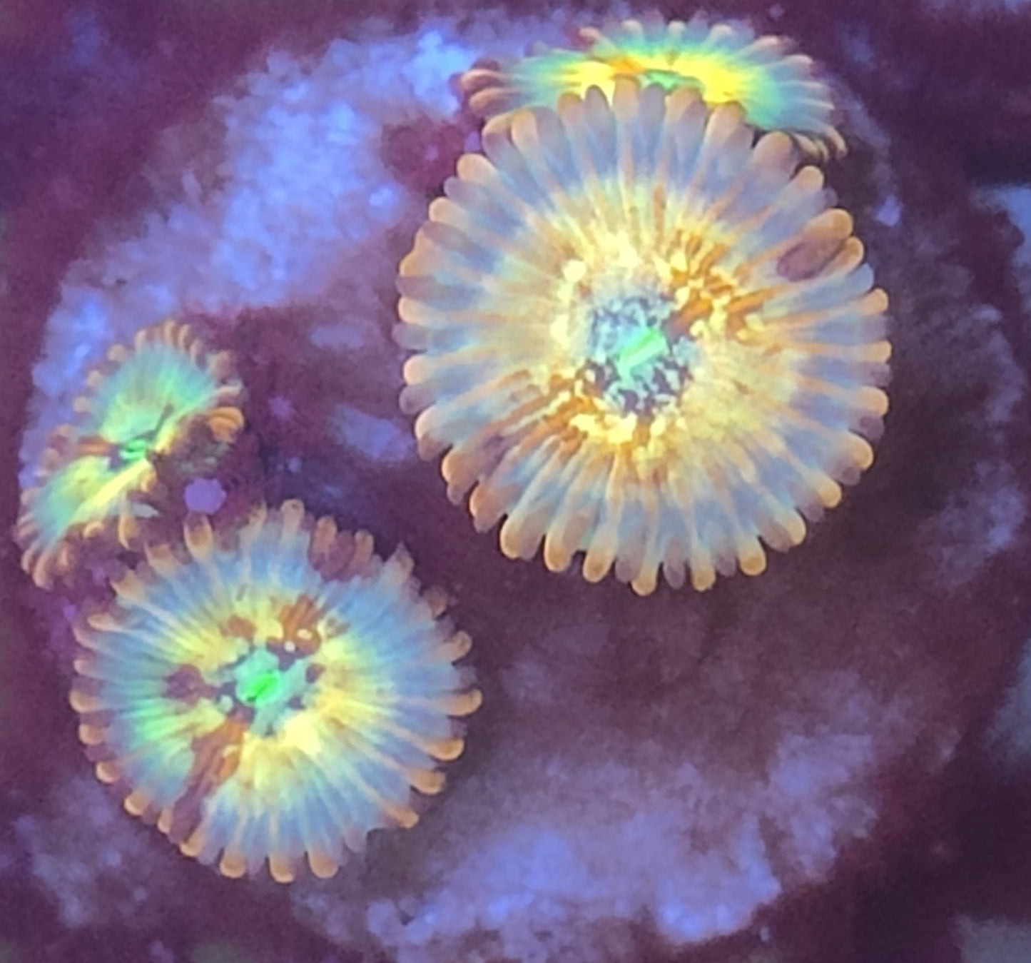 Zoanthus seduction wysiwyg 4 polypes