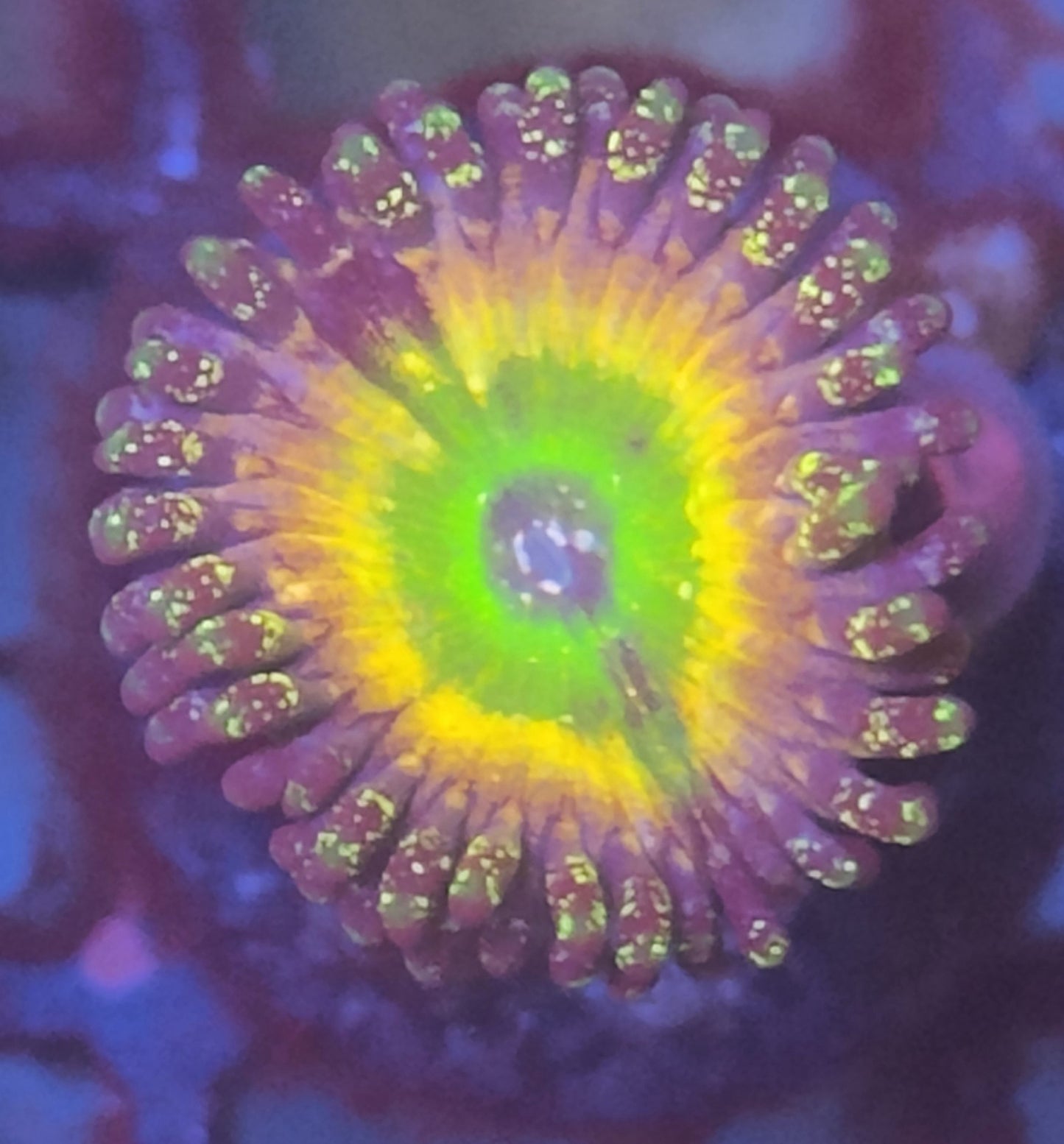 Zoanthus tinkerbell wysiwyg 2 polypes