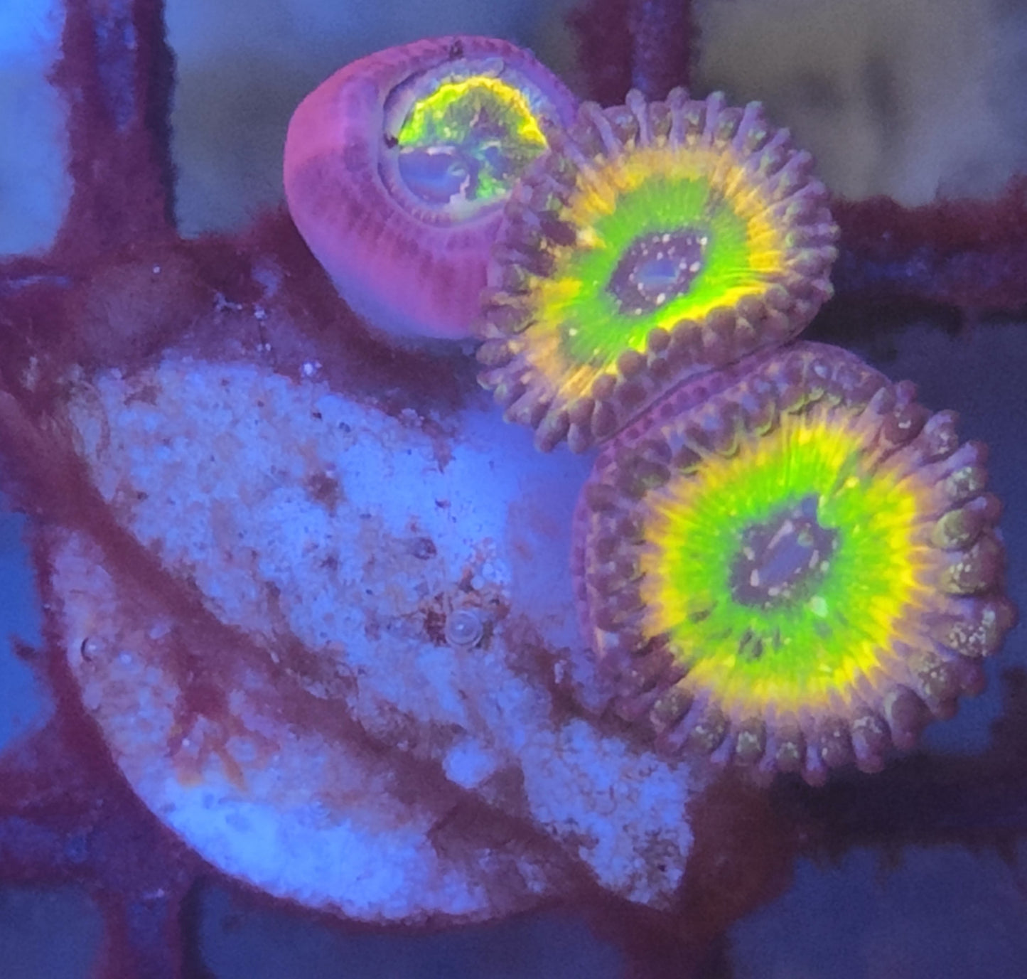 Zoanthus tinkerbell wysiwyg 3 polypes