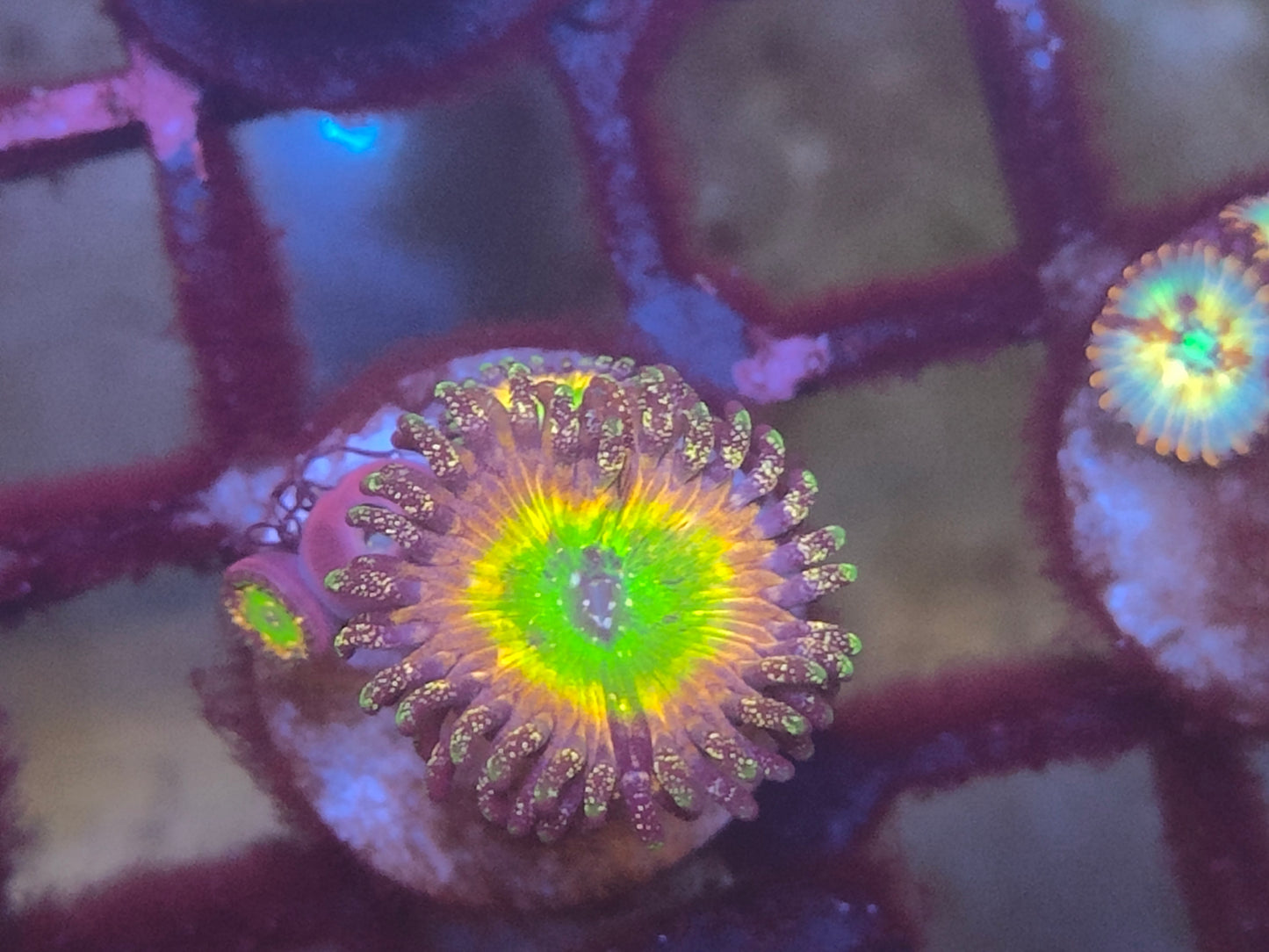 Zoanthus tinkerbell wysiwyg 2 polypes
