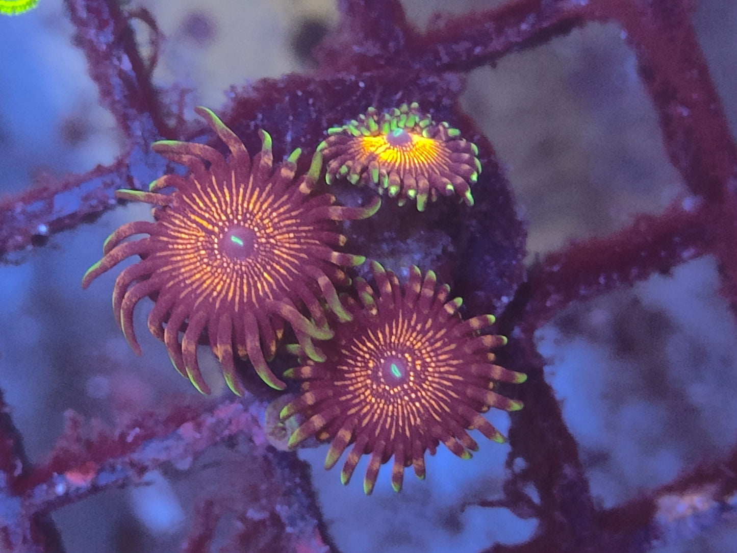 Zoanthus nightcrawler wysiwyg 3 polypes