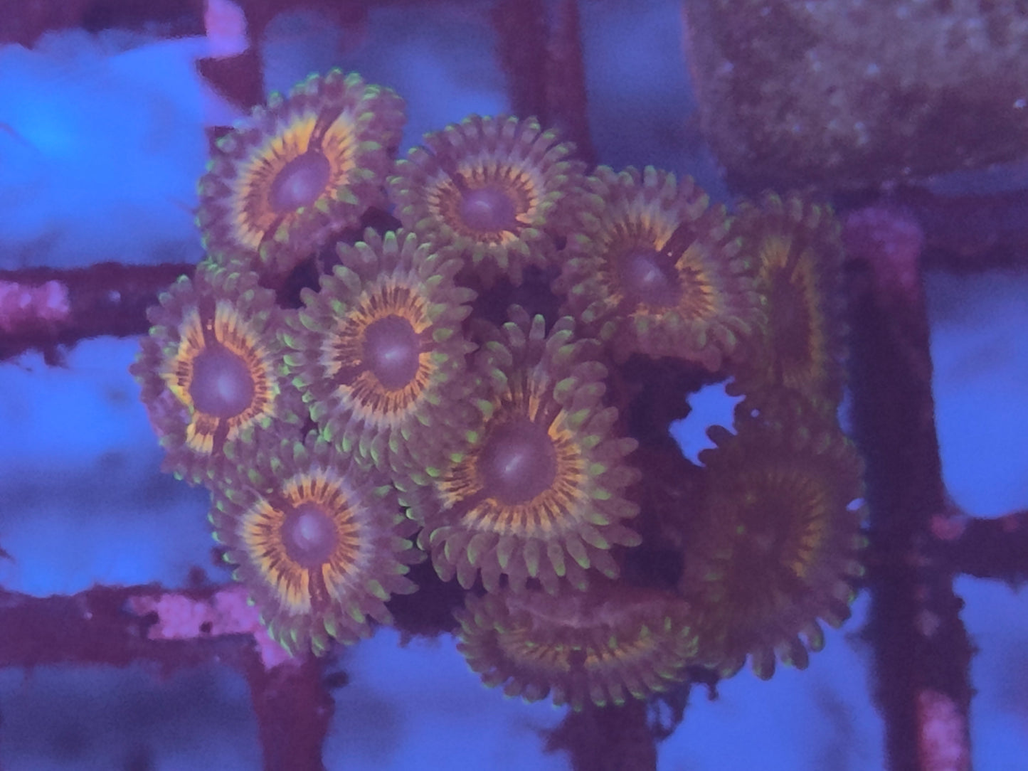 Zoanthus vampire wysiwyg 10 polypes