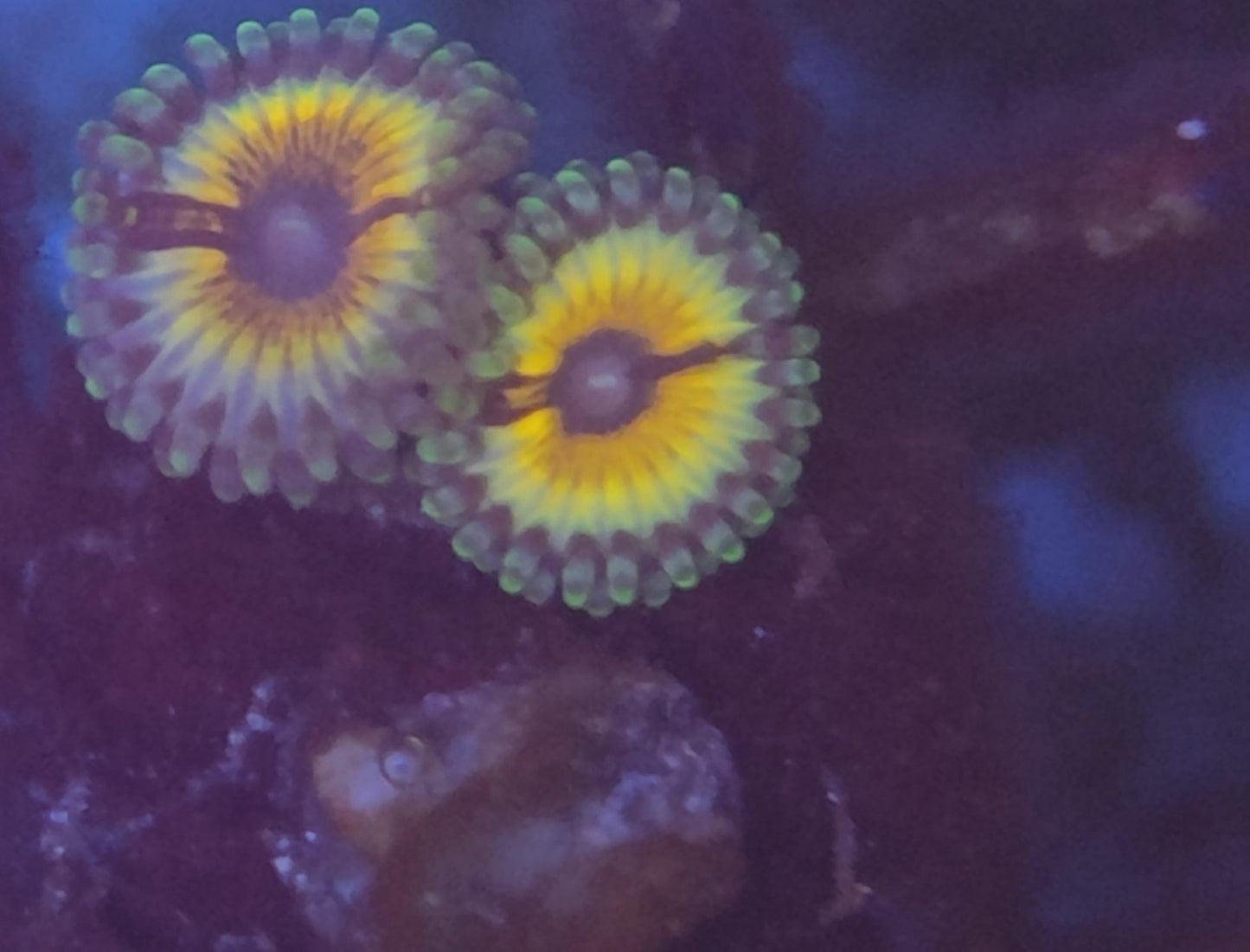 Zoanthus vampire wysiwyg 2 polypes
