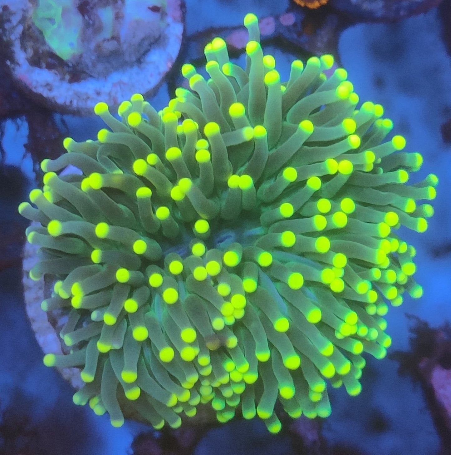 Euphyllia glabrescens gold WYSIWYG