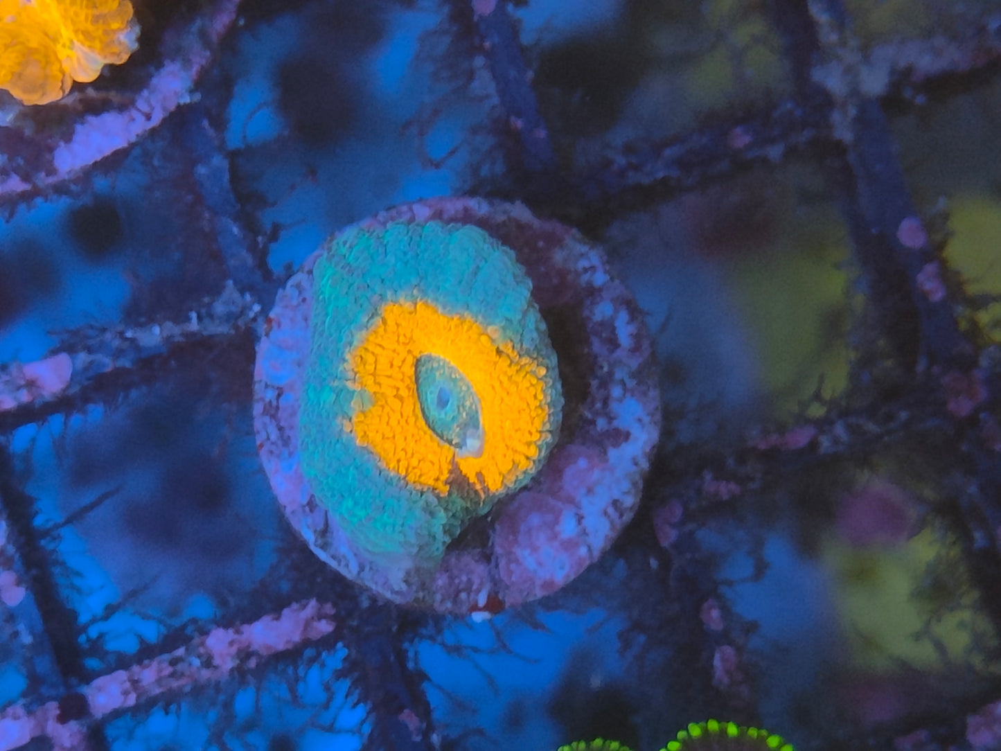 Acanthastrea lordhowensis WYSIWYG