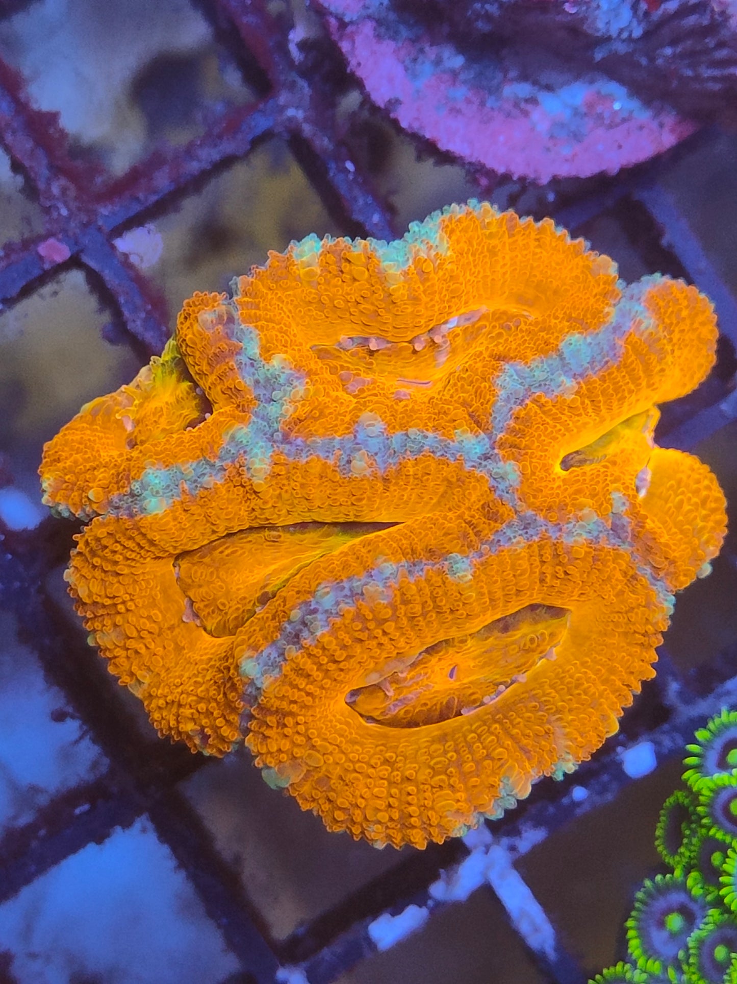 Acanthastrea lordhowensis rainbow WYSIWYG a1