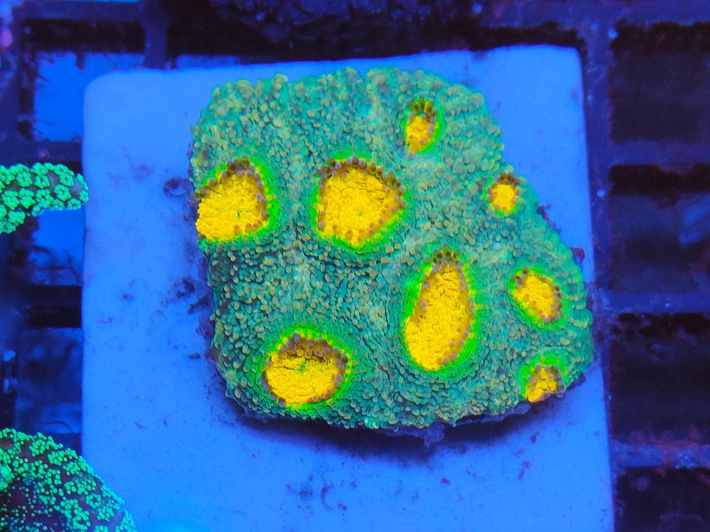 Acanthastrea echinata rainbow WYSIWYG e1