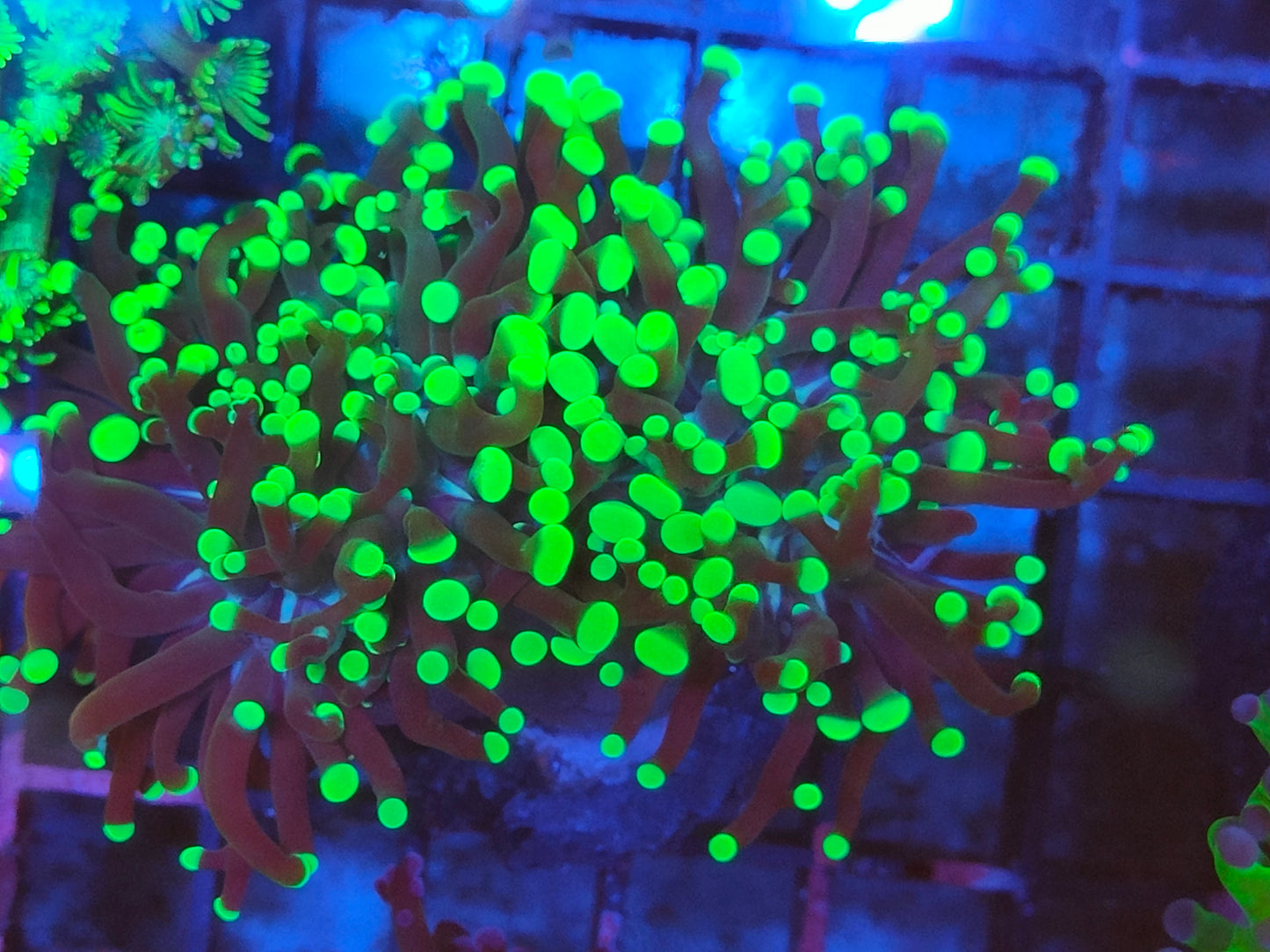 Euphyllia paradivisa vert 2 tetes WYSIWYG e3