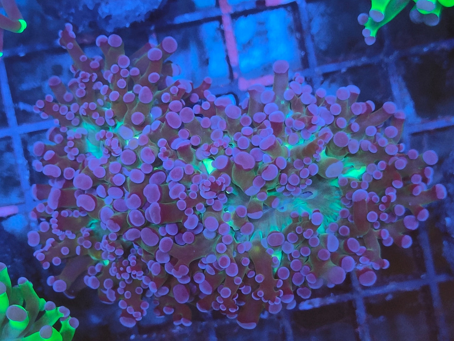 Euphyllia paradivisa rose 2 tetes WYSIWYG e4