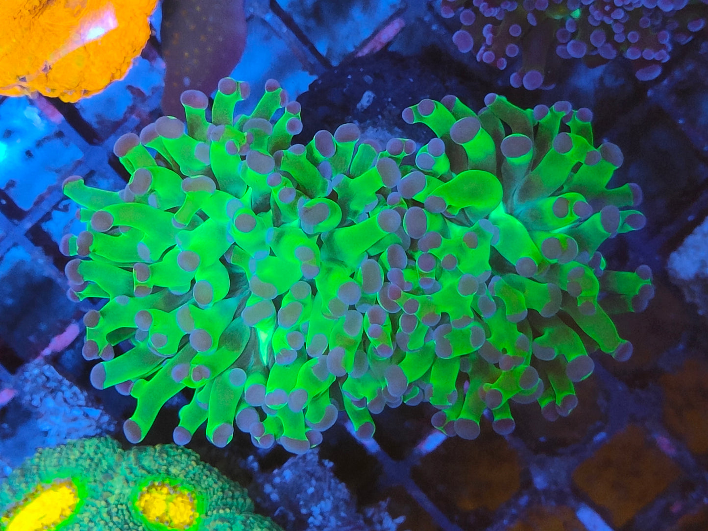 Euphyllia paradivisa ultra 2 tetes WYSIWYG e5