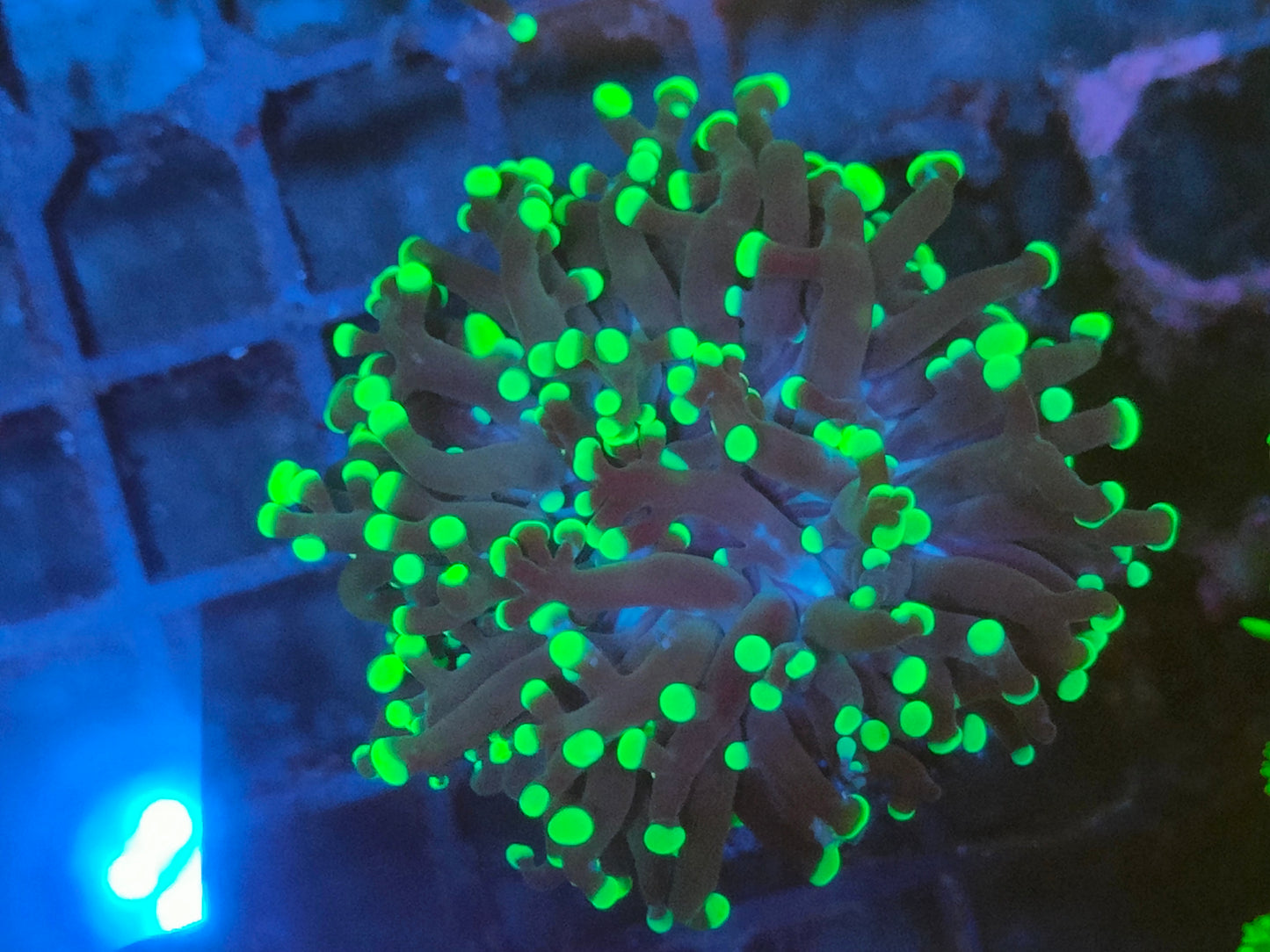 Euphyllia paradivisa vert 1 tete WYSIWYG e6