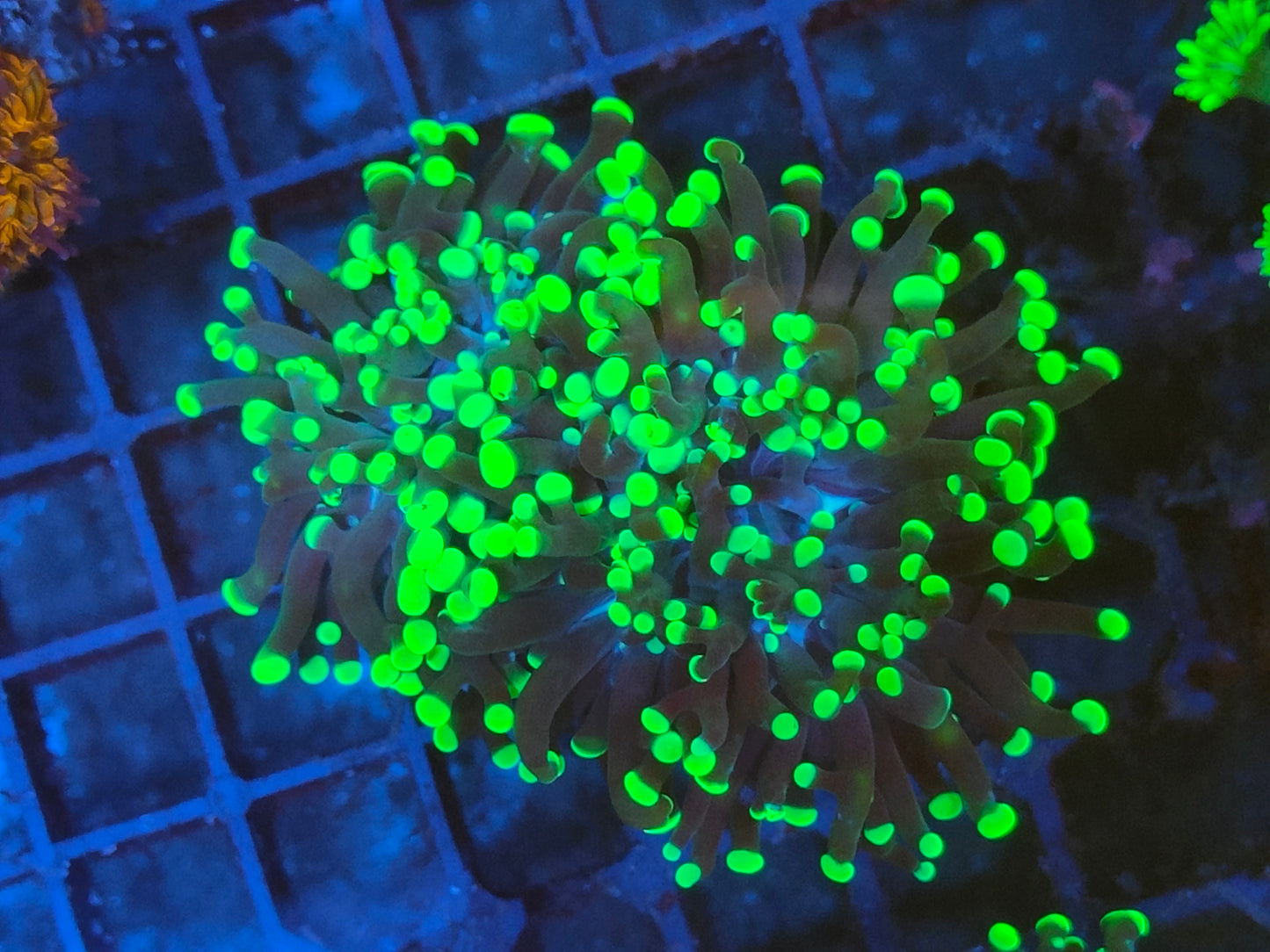 Euphyllia paradivisa vert 2 tetes WYSIWYG e7