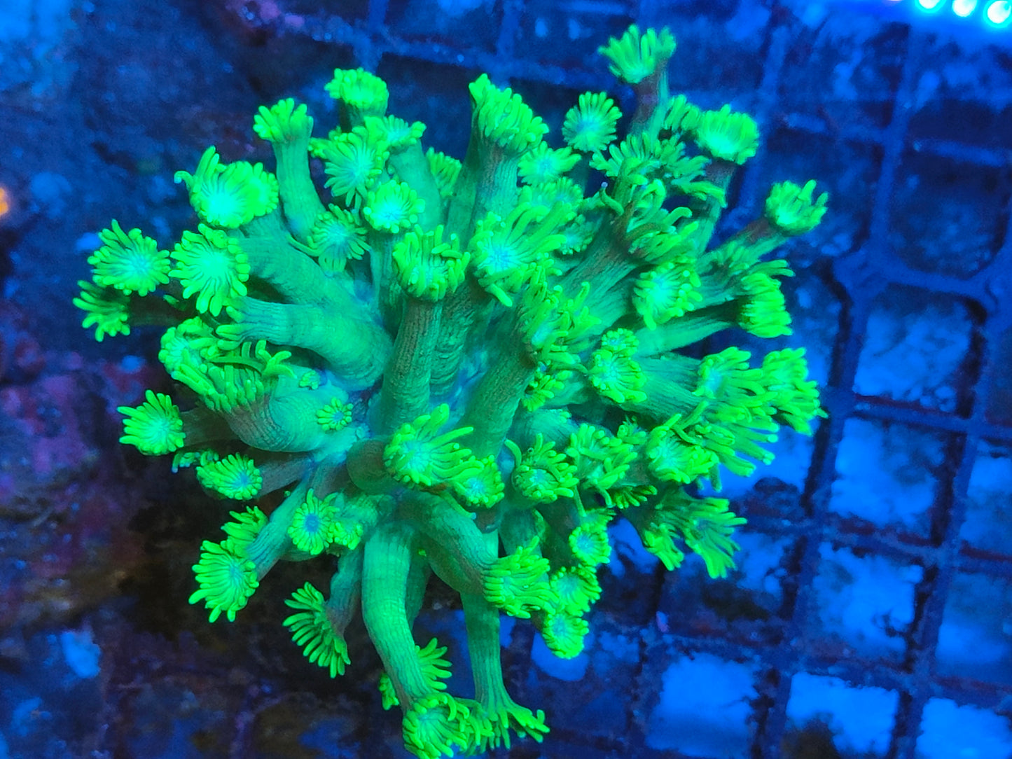 Goniopora vert ultra L WYSIWYG G1