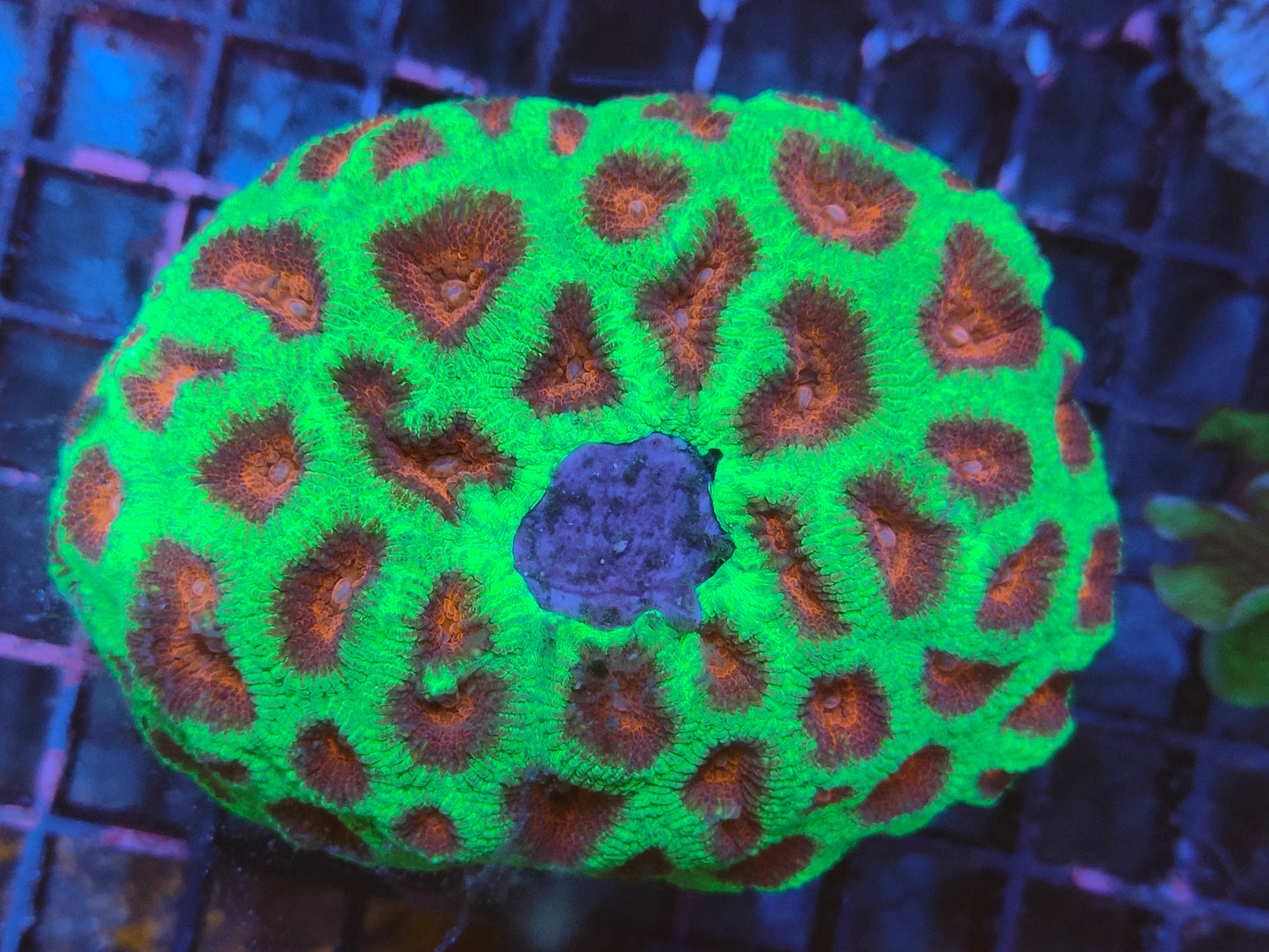Favia vert/rouge ultra WYSIWYG G3